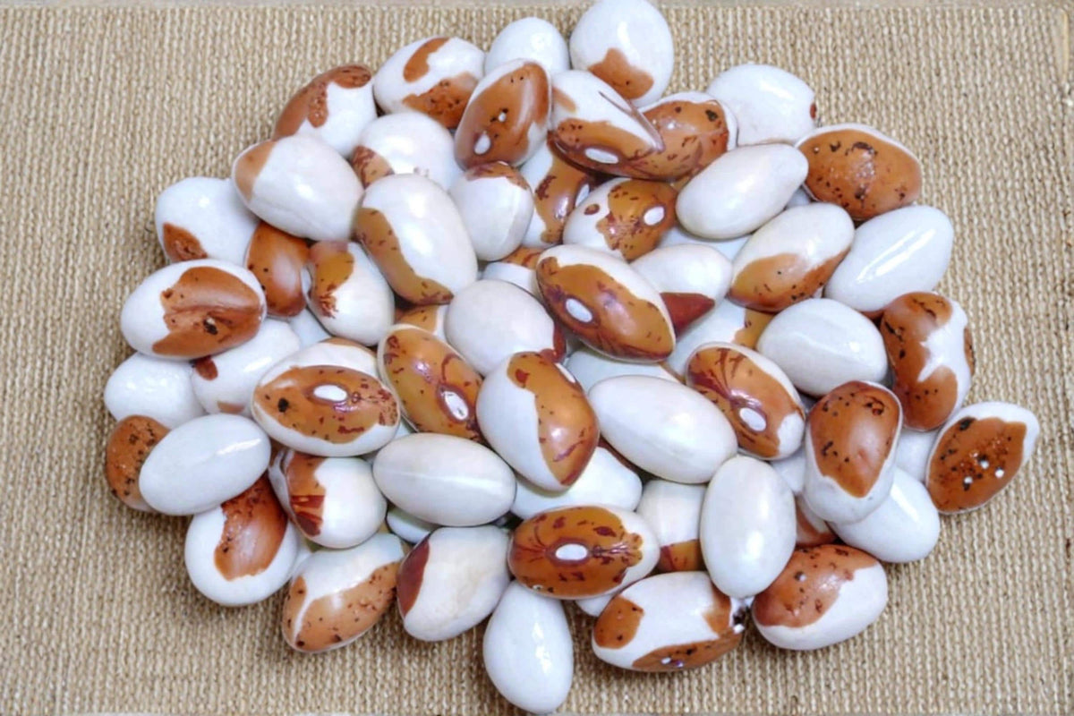Hidatsa Shield Bean Seeds – Heirloom Climbing Dry Bean, Phaseolus vulgaris, Vegetable Garden Seeds, 20 Seeds