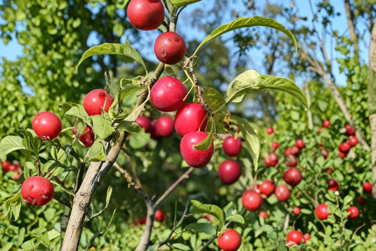 Cherry Plum Tree Seeds – Prunus cerasifera Ornamental Fruit Tree for Bonsai, Landscaping & Container Growing