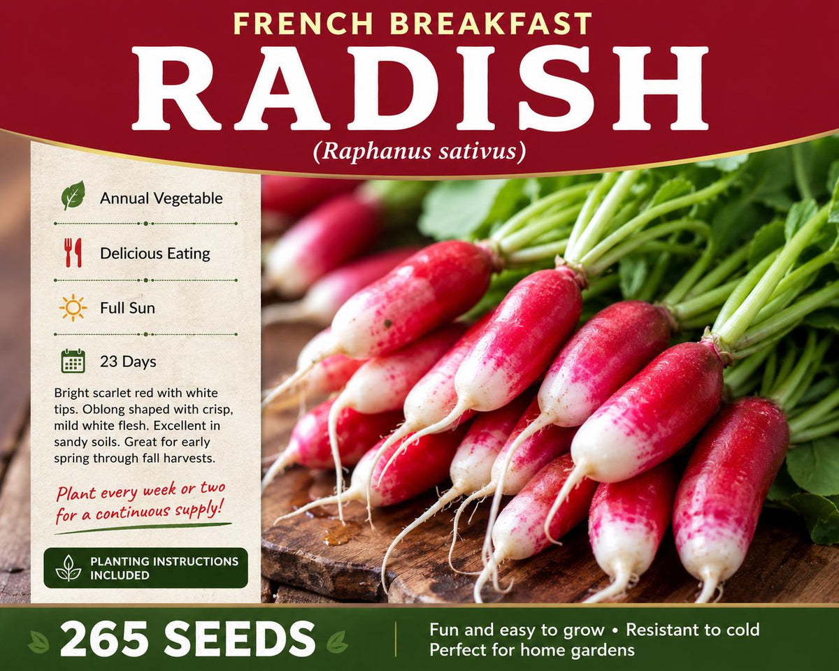 French Breakfast Radish Seeds – Raphanus sativus Heirloom Vegetable Seeds, Scarlet Red with White Tips, Fast-Growing Annual