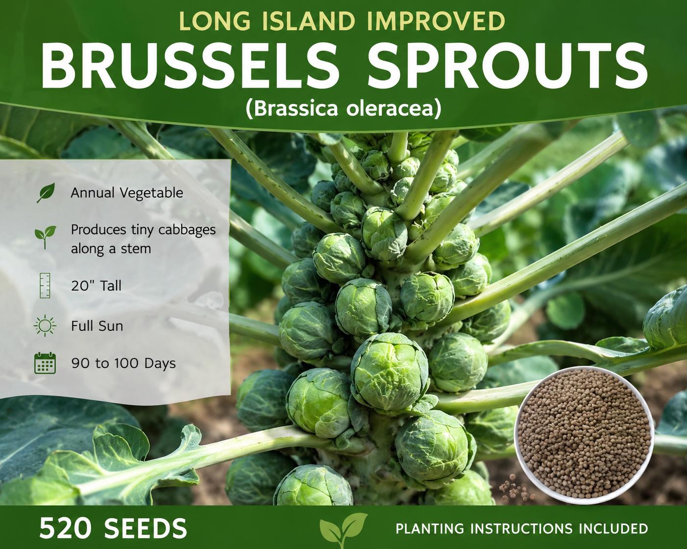 Brussels Sprout Seeds 520 Long Island Improved Brassica oleracea Vegetable Garden Seed