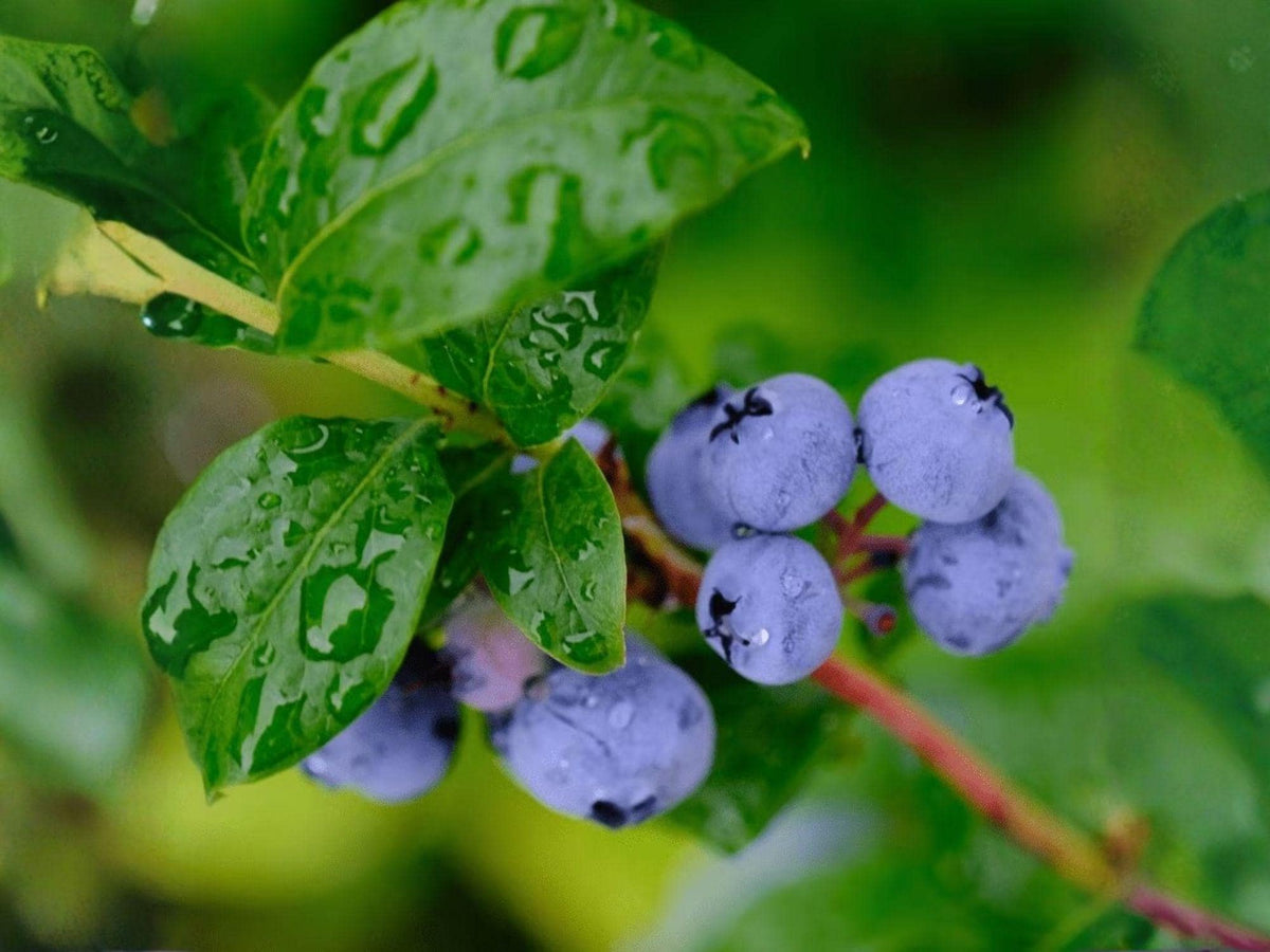 Springhigh Blueberry Starter Plant | Vaccinium corymbosum Edible Berry Bush for Garden, Patio & Landscape