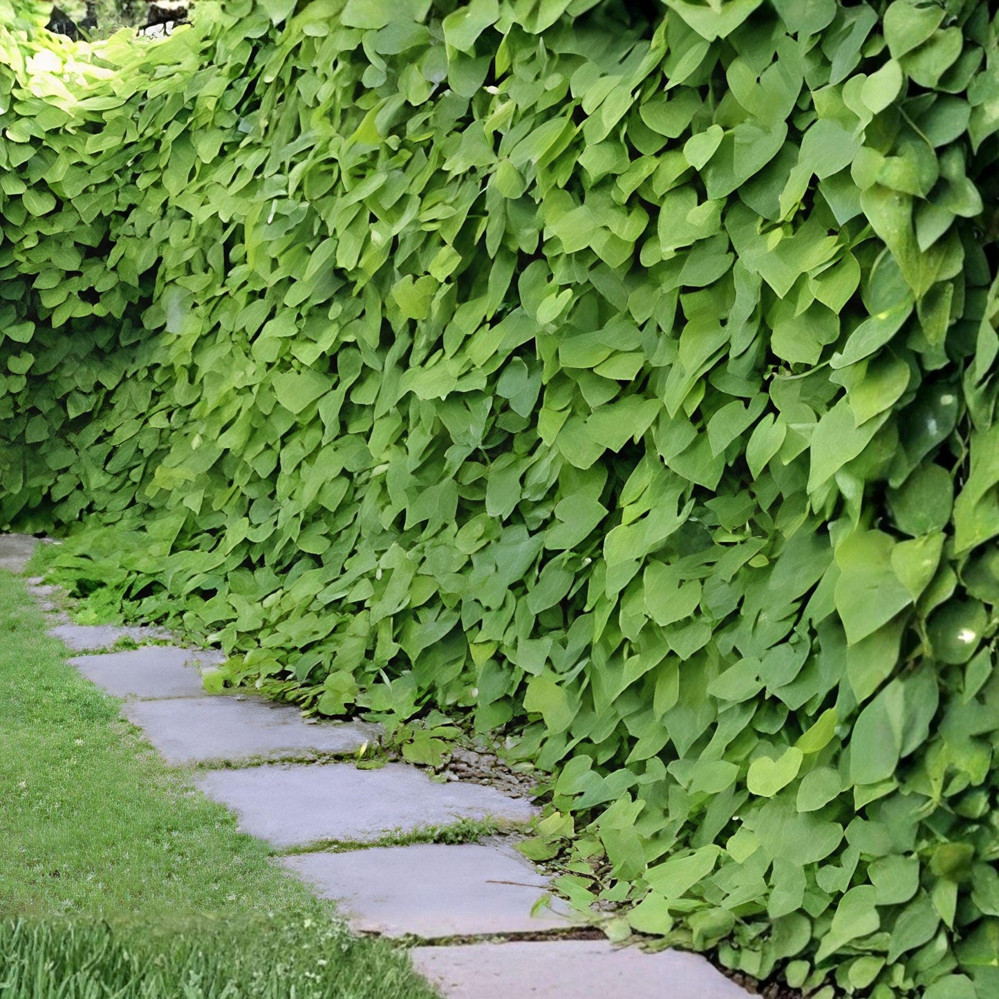 Dutchman's Pipevine Seeds – Native Vine, Swallowtail Host Plant, Aristolochia tomentosa, Perennial Climber for Gardens and Wildlife