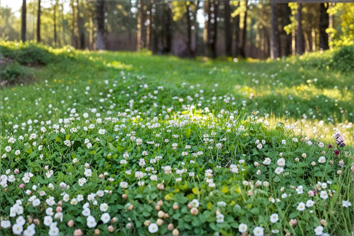 Dutch White Clover Seed Pack – Trifolium repens Ground Cover, Perennial Lawn & Garden Plant