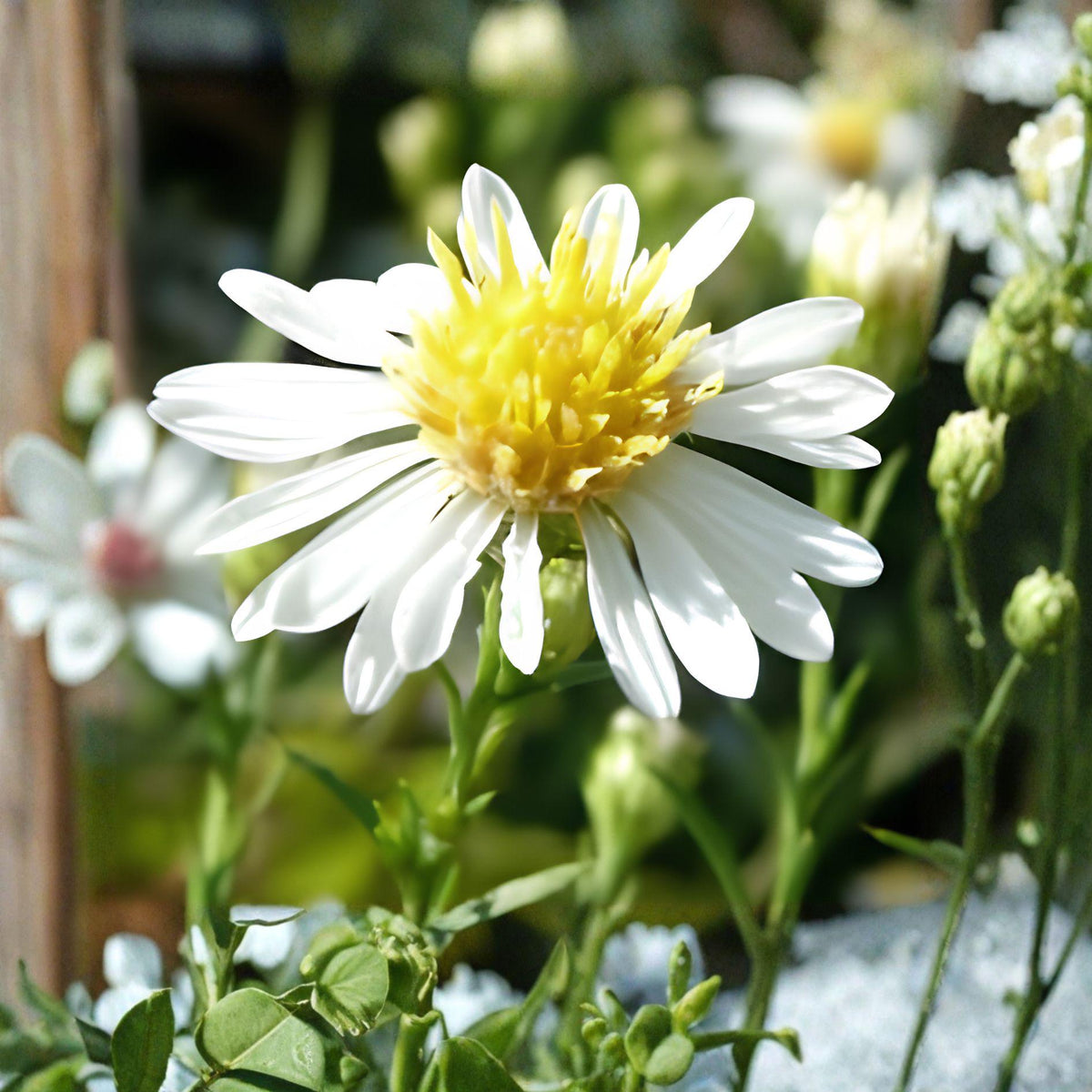 False Aster Seeds 100 Boltonia asteroides Wildflower for Pollinator Gardens, Borders & Natural Landscapes
