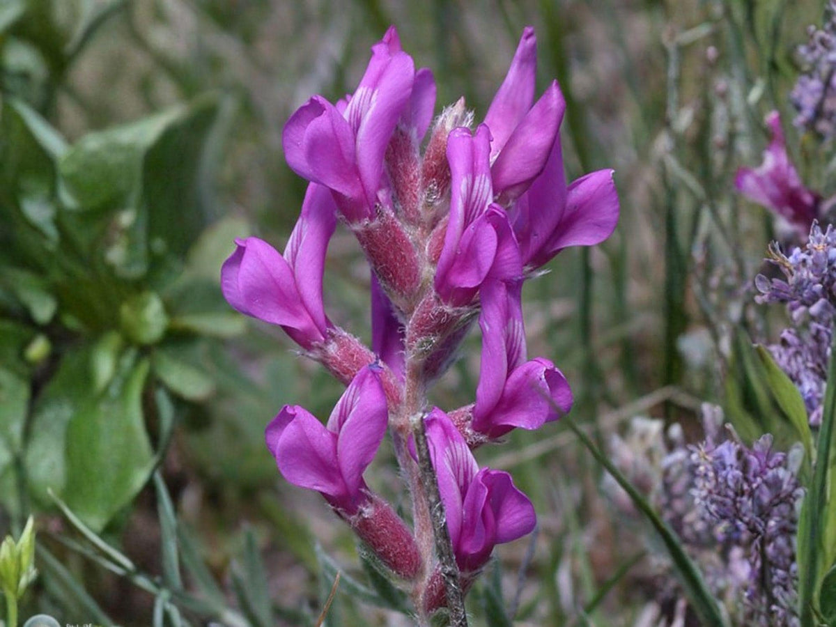 25 Showy Locoweed Seeds – Oxytropis lambertii Wildflower Seeds for Pollinator Gardens and Cottage Landscaping
