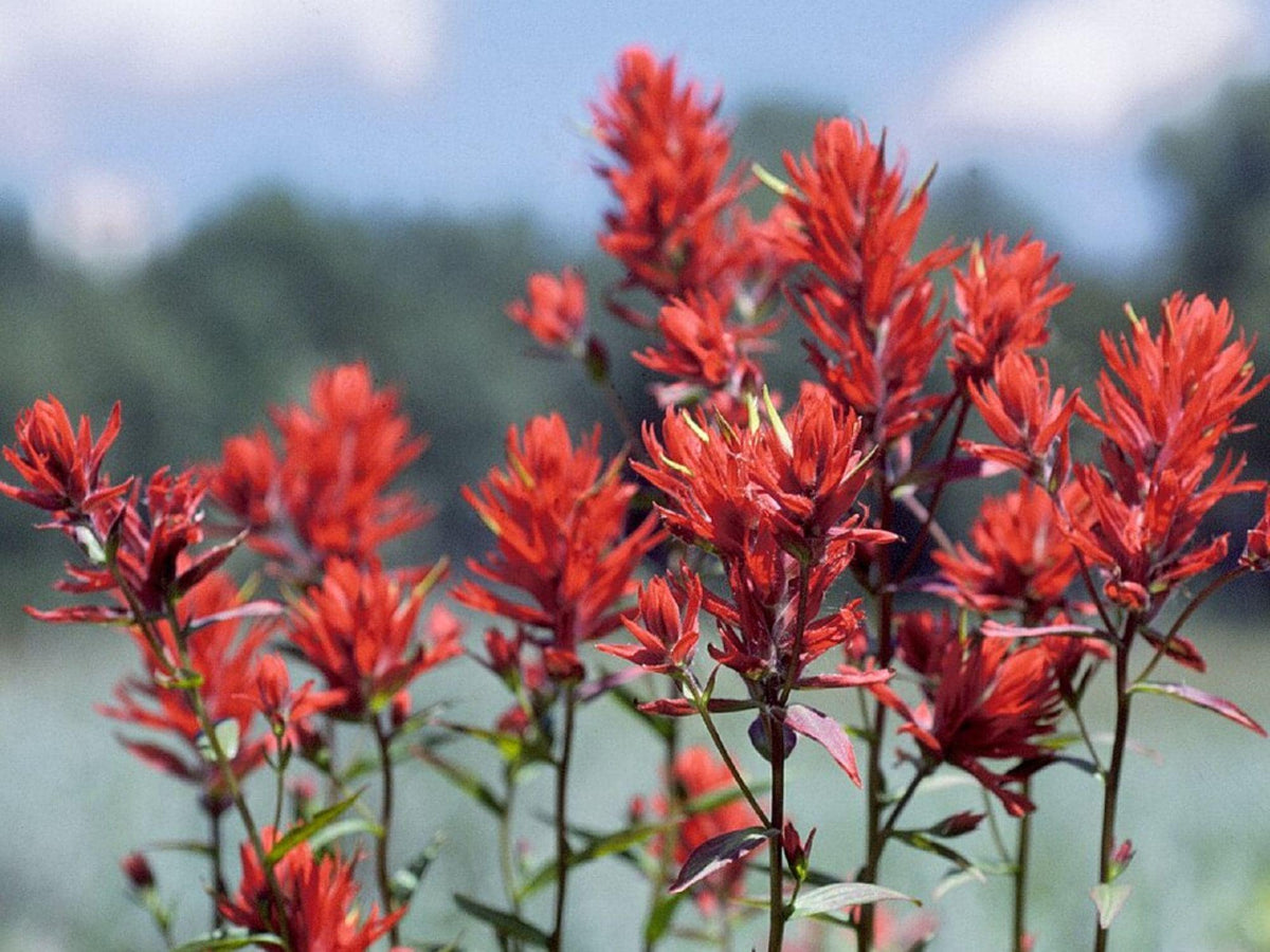 100 Split-Leaf Paintbrush Seeds – Castilleja linariifolia Wildflower Seeds for Pollinator Gardens, Meadow, Borders