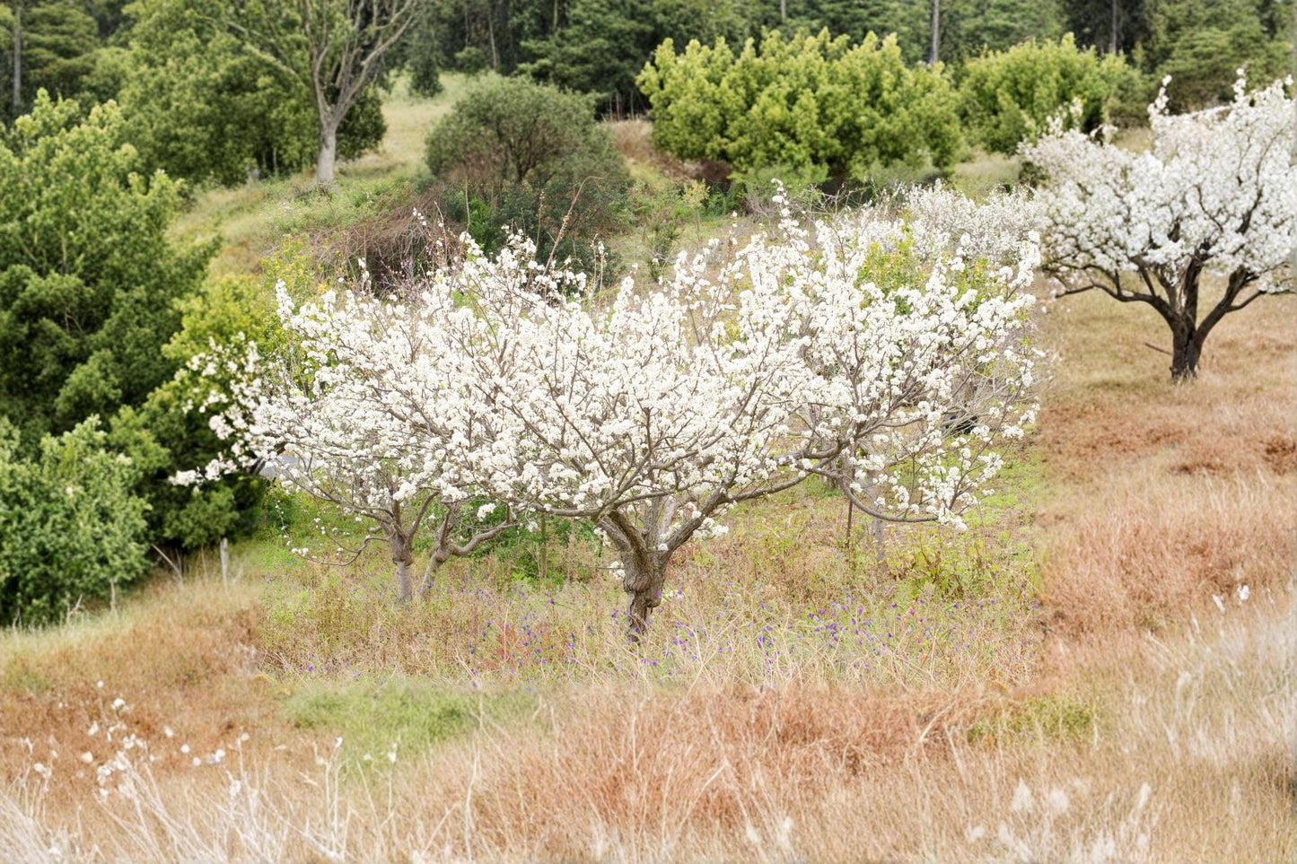 Wild Plum Tree Seeds, Prunus umbellata, Native Deciduous Ornamental Tree for Landscaping and Wildlife Gardens