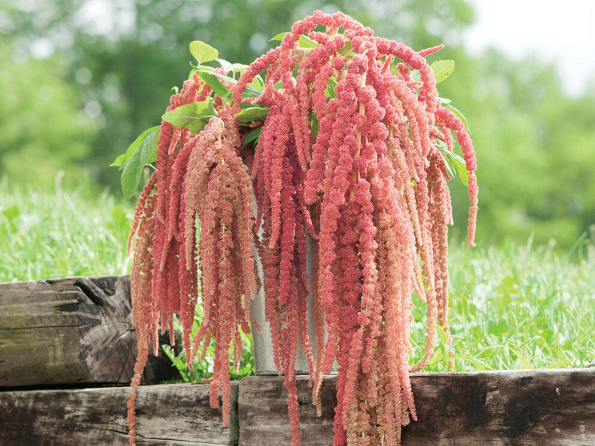 100 Love Lies Bleeding Seeds – Amaranthus caudatus Wildflower Seeds for Pollinator Gardens, Cottage Garden, Natural Landscape