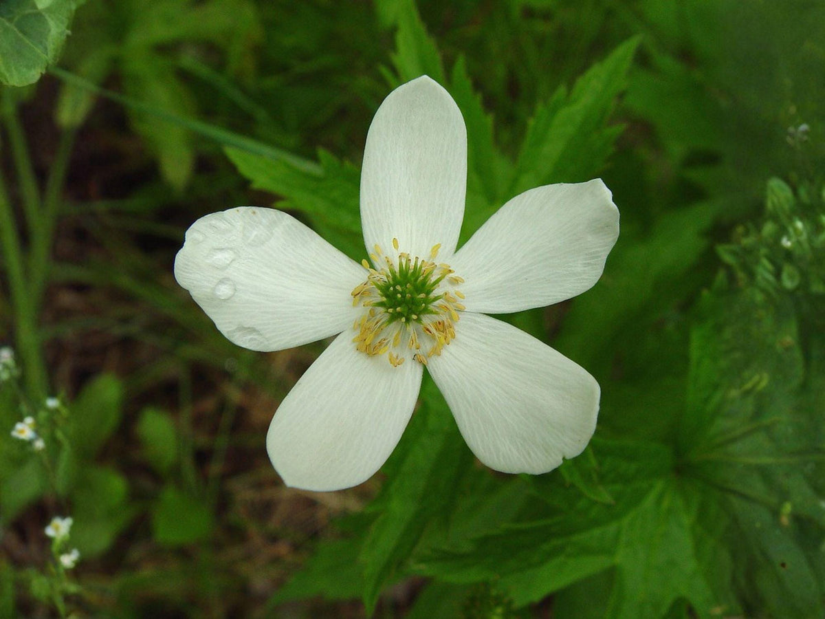 Canada Anemone Seeds – Wildflower Seed Pack for Pollinator Gardens, Cottage, Meadow, Anemone canadensis, Native Plant Seeds