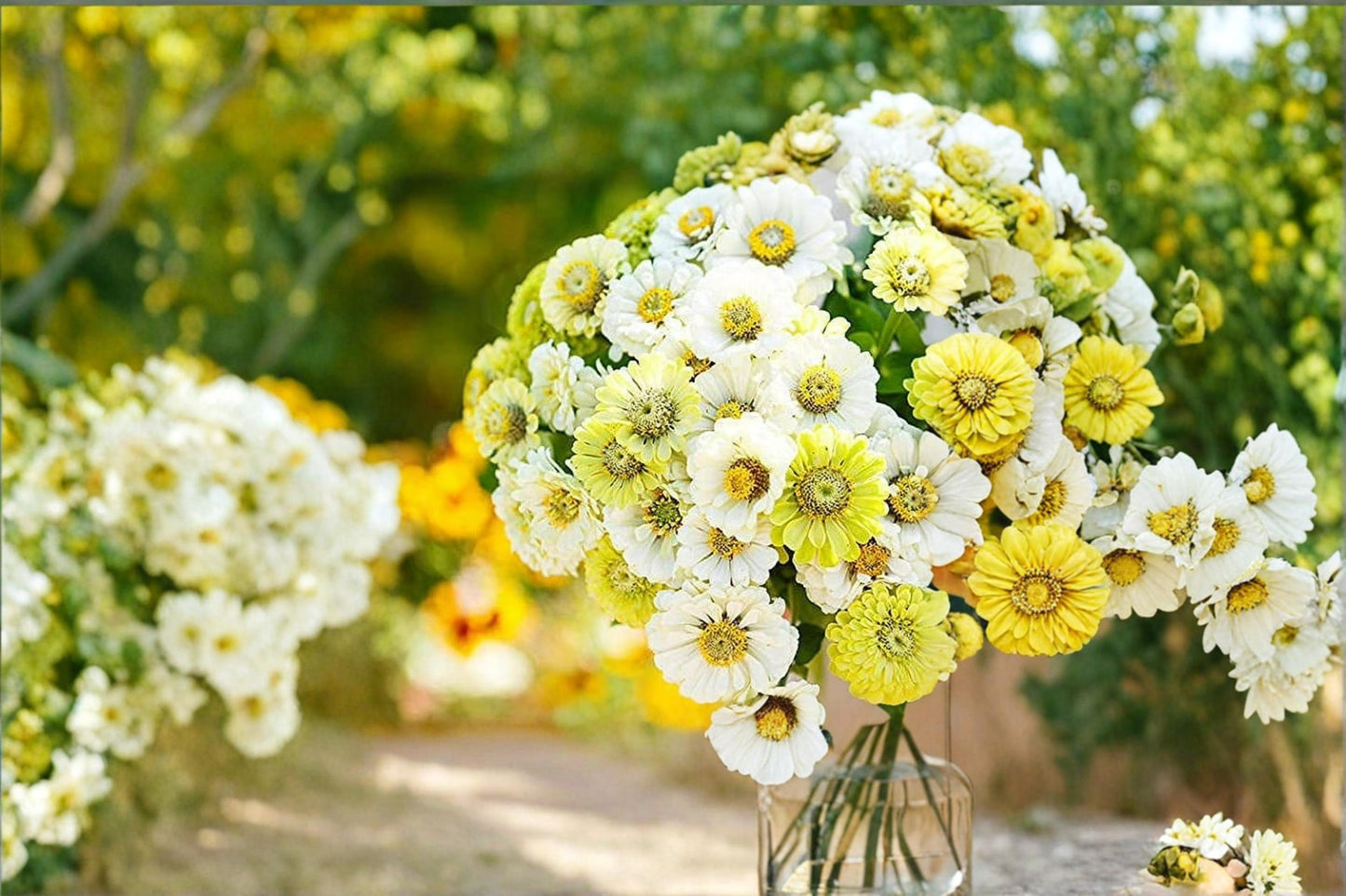 Snow White & Green Zinnia Seeds – Zinnia elegans Flower Mix for Garden Beds & Cut Flowers, Pollinator-Friendly Annual