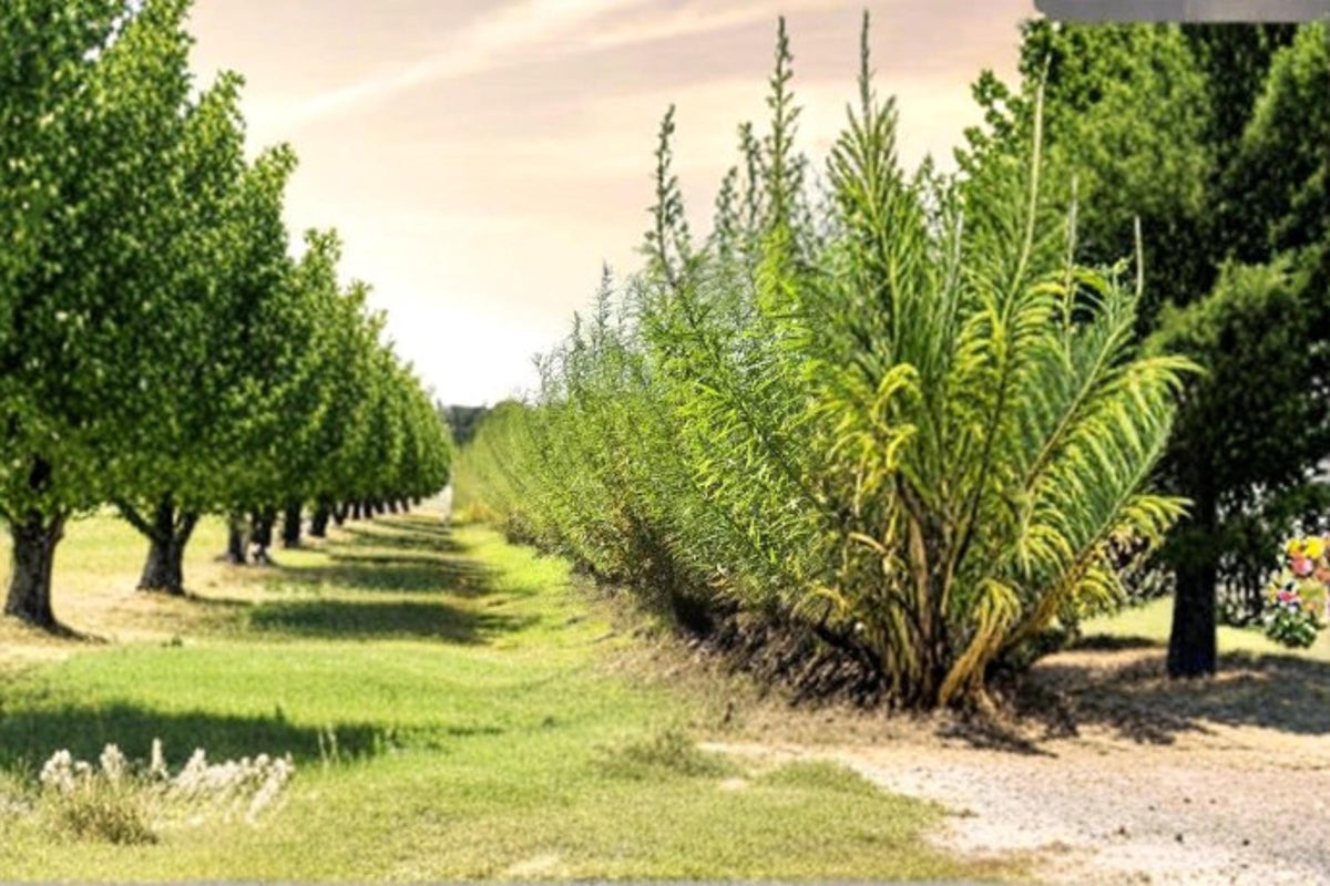 Aussie Willow Privacy Tree – Fast Growing Ornamental Tree with Narrow Willow Foliage – Geijera parviflora