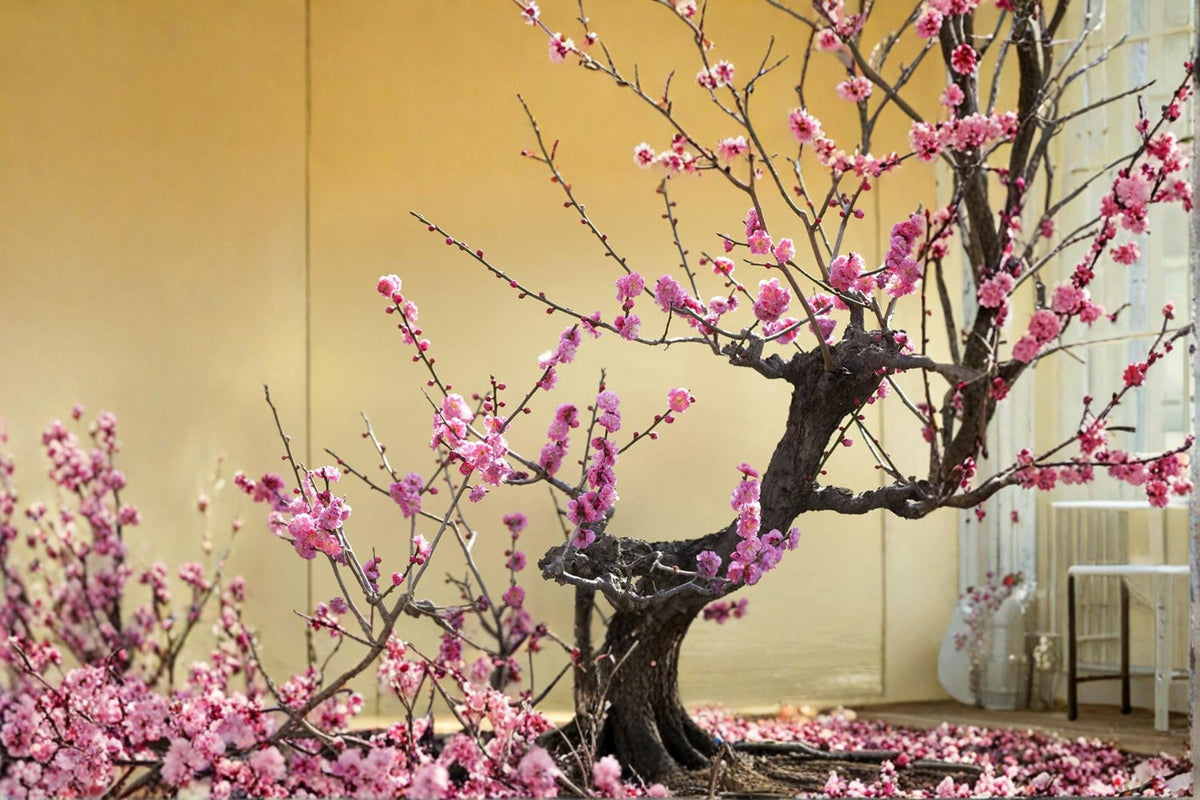 Flowering Plum Bonsai Seeds – Prunus triloba Ornamental Tree for Container & Garden Cultivation