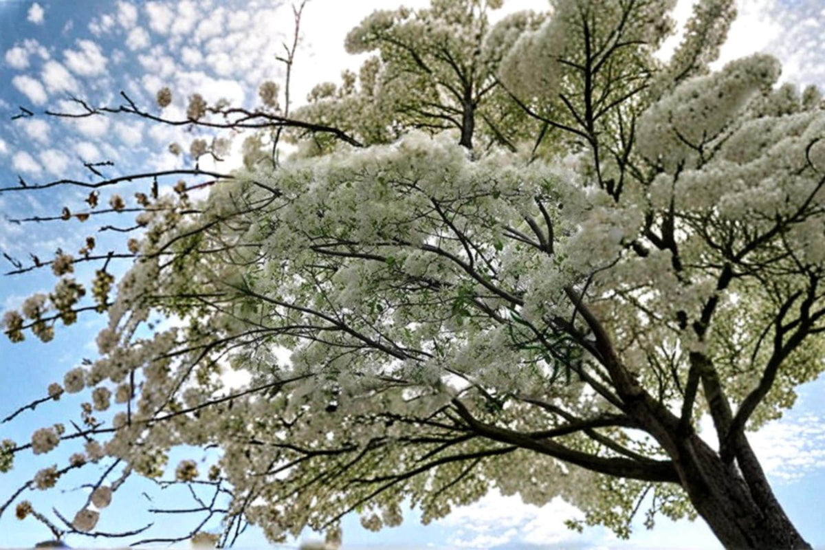 Chinese Fringe Tree Seeds – Chionanthus retusus Ornamental Flowering Tree with Fragrant White Blooms