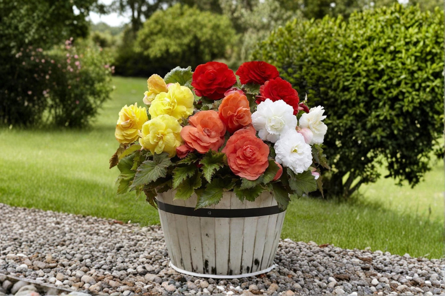 Begonia Flower Bulb Mix – Colorful Ornamental Flowering Bulbs for Gardens, Containers & Shade Borders