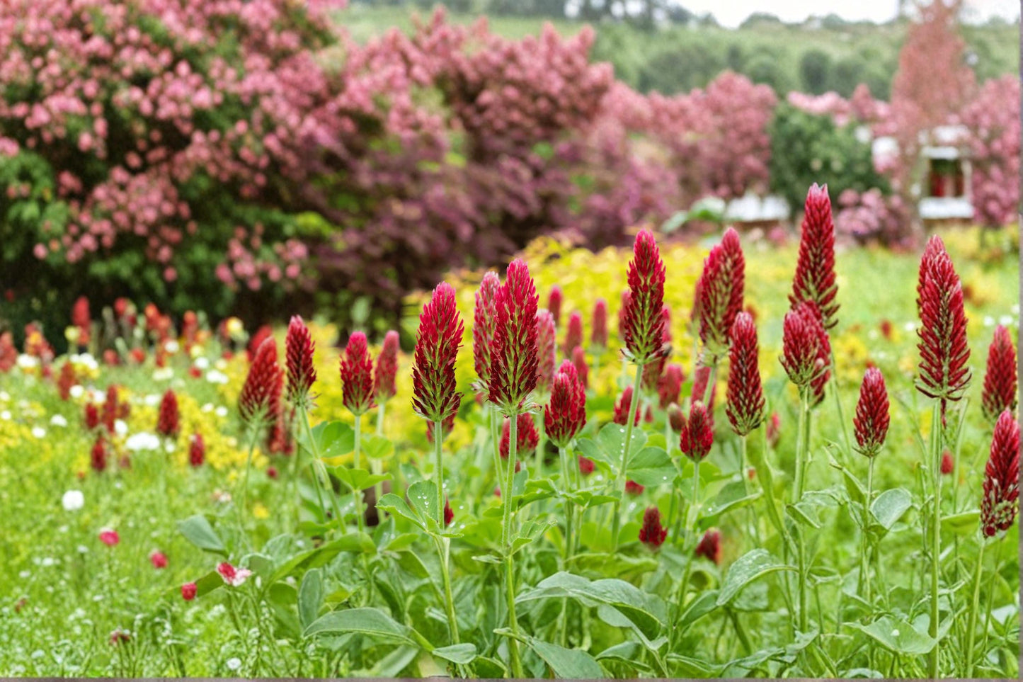 Crimson Clover Seeds – Trifolium incarnatum – Annual Flowering Plant with Crimson Red Blooms – Garden, Meadow & Pollinator Seeds