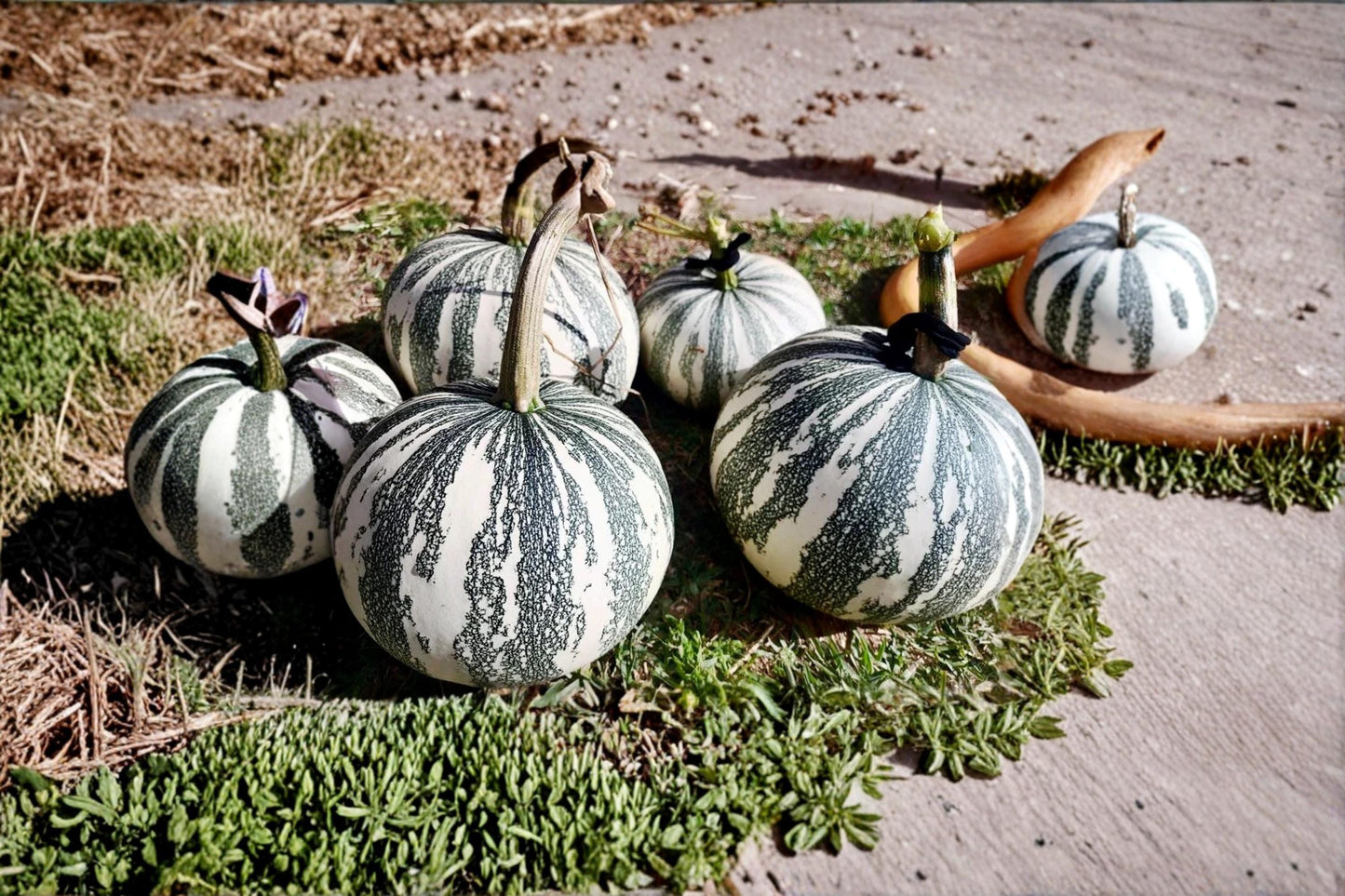 Silver Edge Pumpkin Seeds – Ornamental Squash, Striped Decorative Gourd, Cucurbita pepo, 10 Seeds
