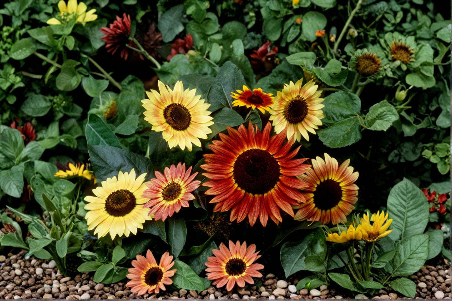 Jumbo Sunflower Mix Seeds – 15+ Helianthus Varieties for Garden, Borders & Pollinators, 500+ Seeds