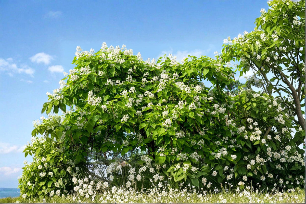 Catalpa Tree Seeds – Flowering Shade Tree, Large Heart-Shaped Leaves, White Flowers, Catalpa speciosa, Garden & Landscape Plant