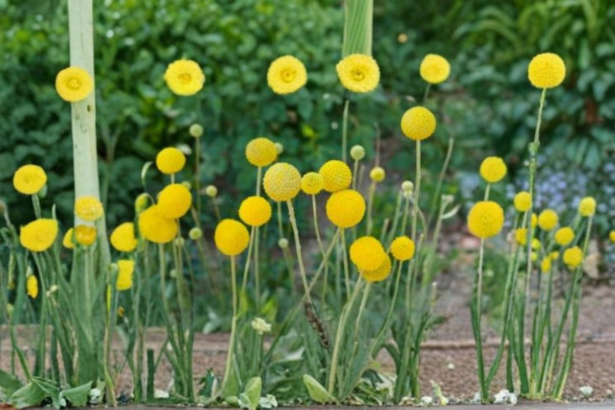 Yellow Globe Flower Seeds – Trollius europaeus, Ornamental Bright Yellow Blooms, Cut Flower Garden Seeds, Perennial Border Flowers