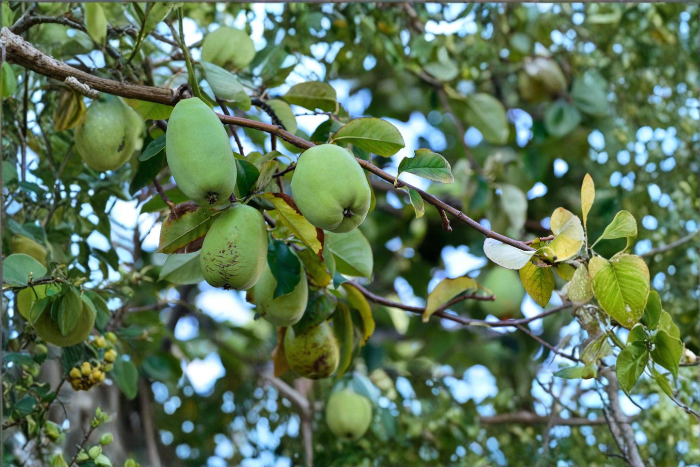 Chinese Quince Seeds – Chaenomeles sinensis Ornamental Flowering Shrub with Fragrant Yellow Fruit, 20 Seeds
