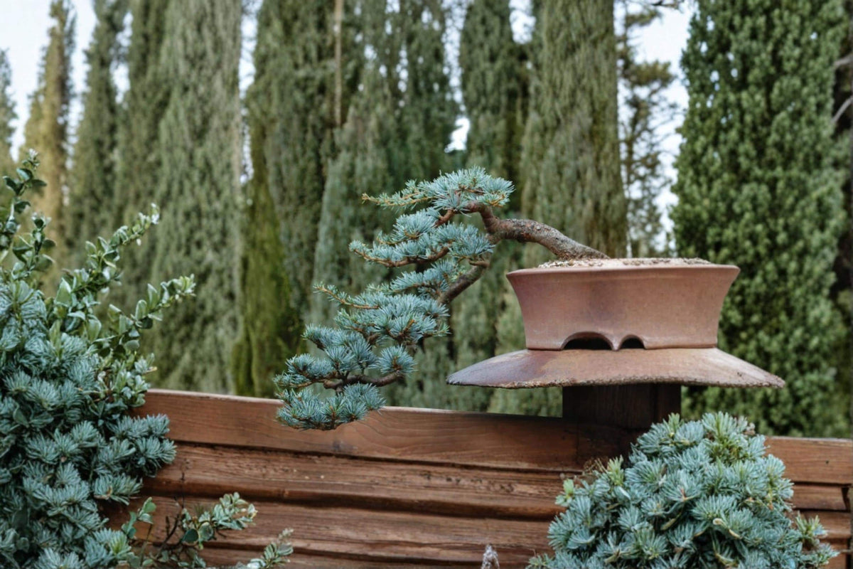 Colorado Blue Spruce Seeds – Picea pungens Evergreen Conifer for Bonsai & Landscape Planting