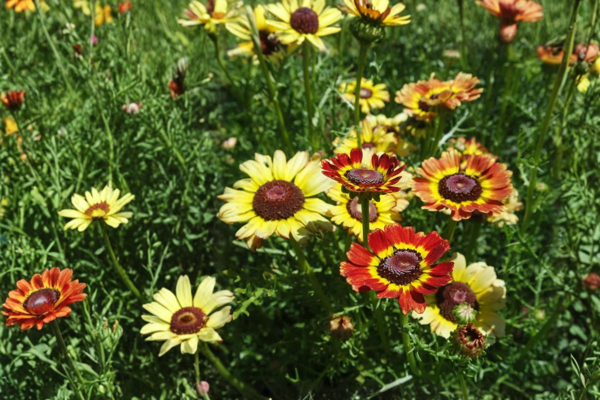 Painted Tricolor Daisy Seeds – 240 Mixed Color Annual Flowers, Chrysanthemum carinatum