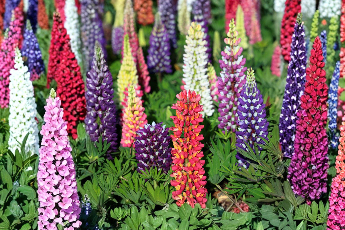 Russell Lupine Seeds – Perennial Flower Mix, Lupinus 'Russell Hybrid' for Borders & Gardens, 35 Seeds