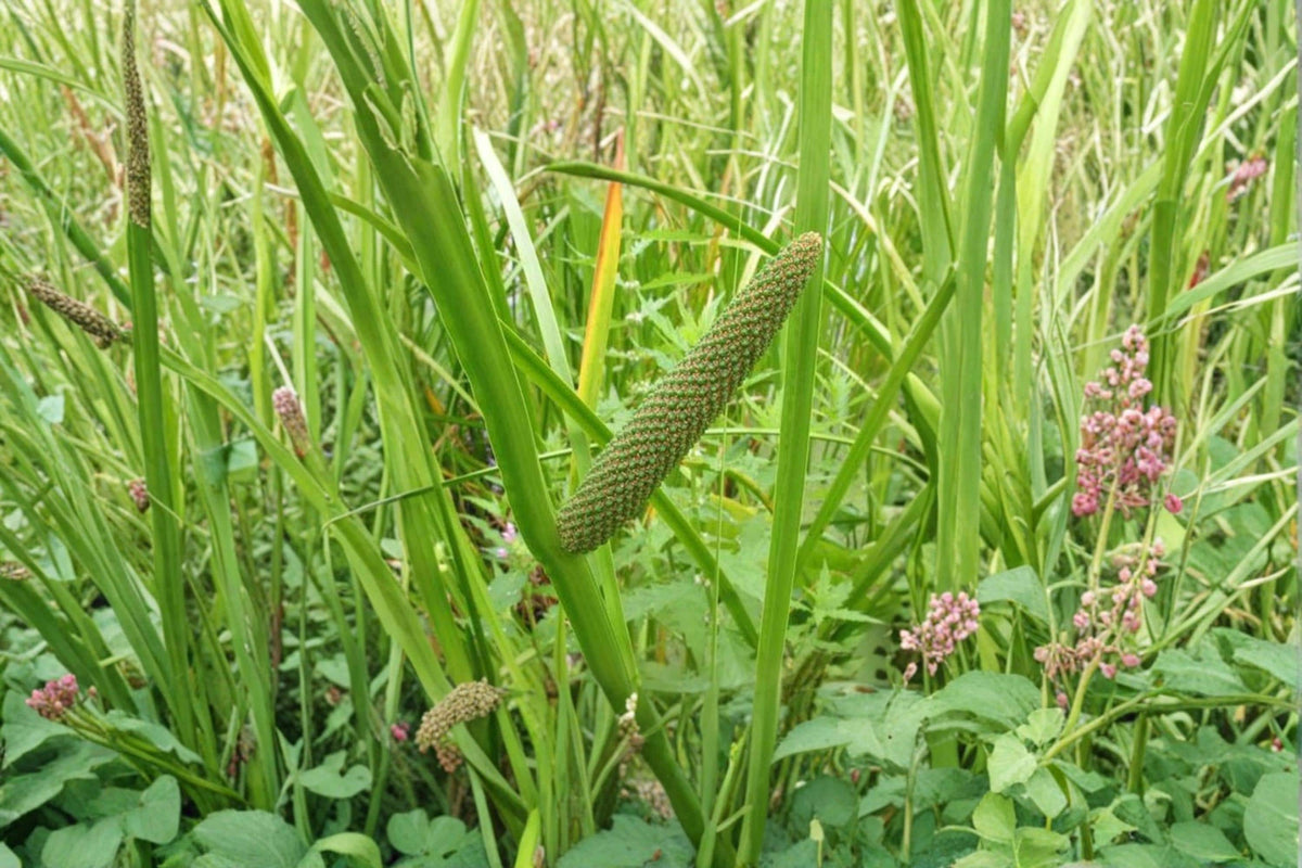 Sweet Flag Seeds, Acorus americanus, Perennial Wetland Plant for Ponds, Rain Gardens & Moist Landscapes