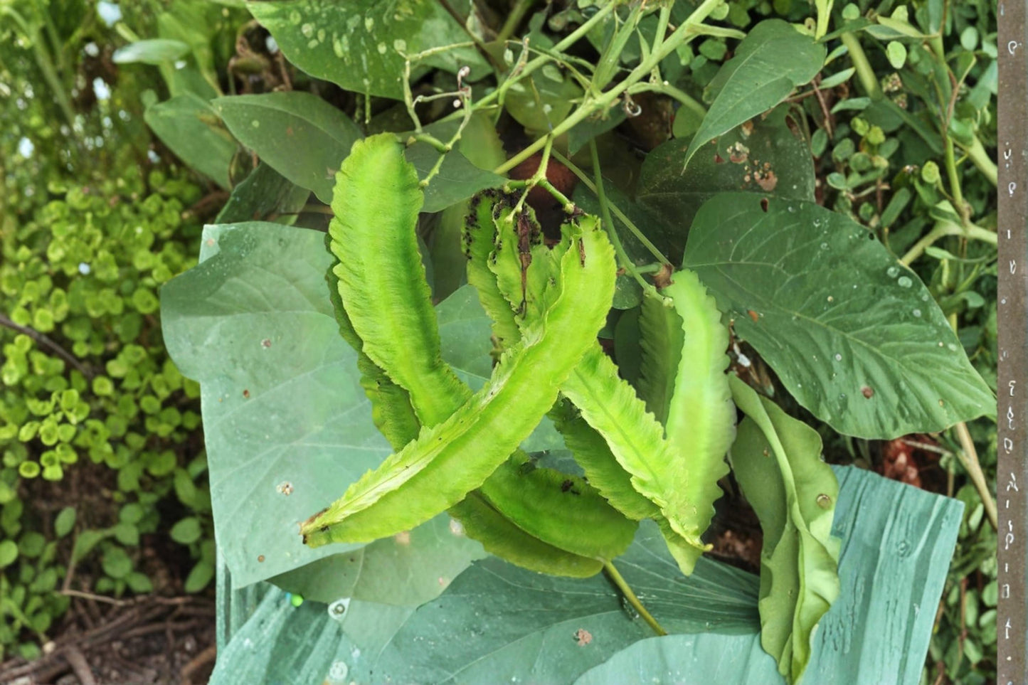 Winged Bean Seeds for Planting – Psophocarpus tetragonolobus Exotic Tropical Climbing Vegetable Seeds