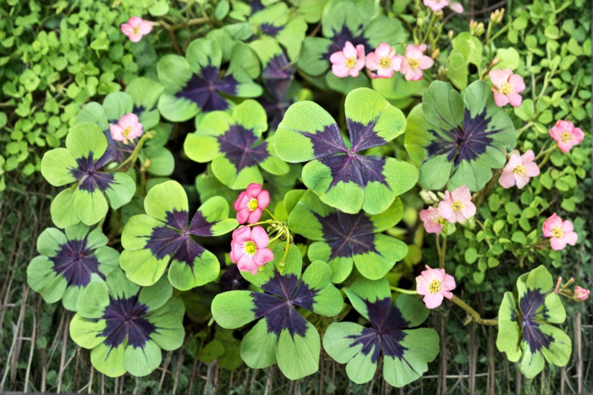Holy Cross Shamrock Bulbs – Oxalis tetraphylla Ornamental Clover-Like Foliage and Pink Flowers for Garden and Container Planting