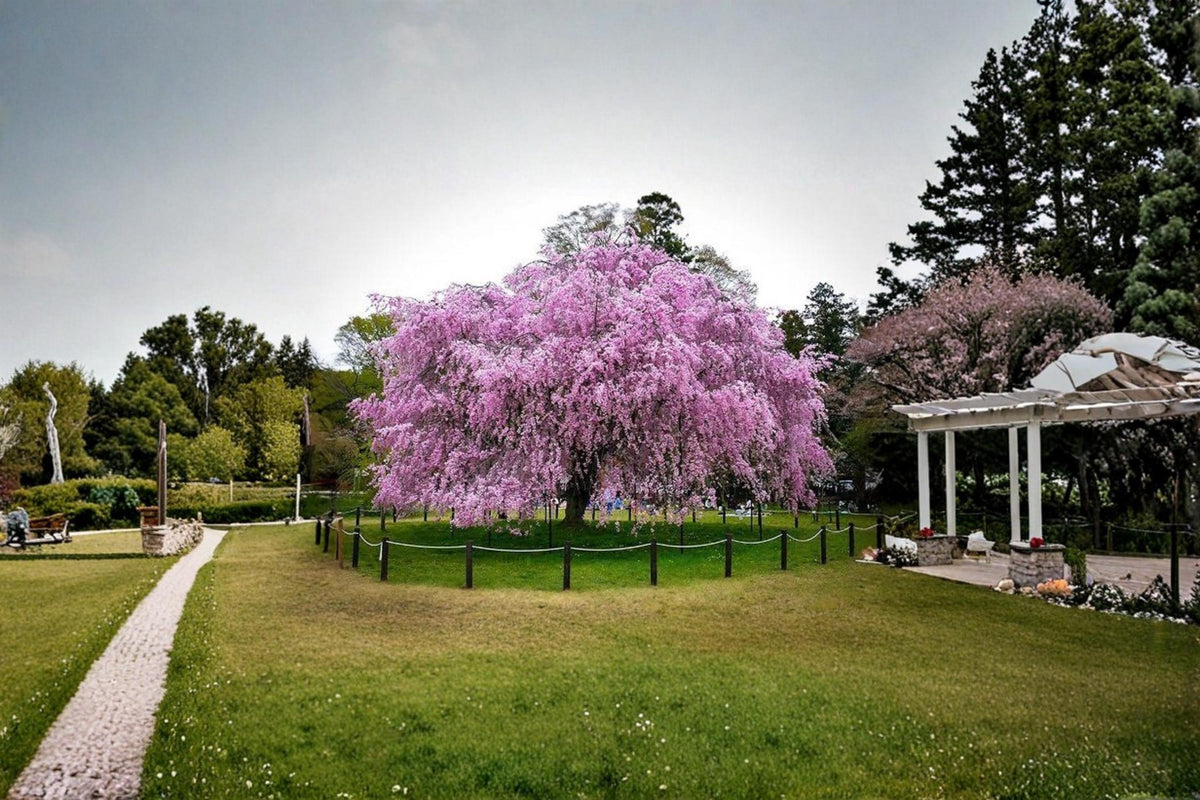 Weeping Cherry Tree Seeds – Higan Cherry (Prunus subhirtella 'Pendula') for Ornamental Landscaping and Bonsai