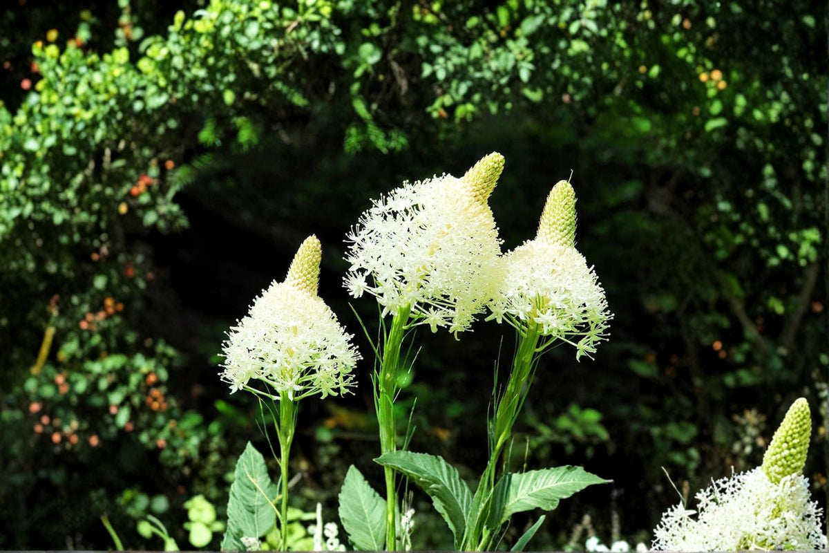 Bear Grass Seeds – 50 Seeds, Xerophyllum tenax, Ornamental Perennial Flowering Plant for Native Gardens and Rock Landscapes