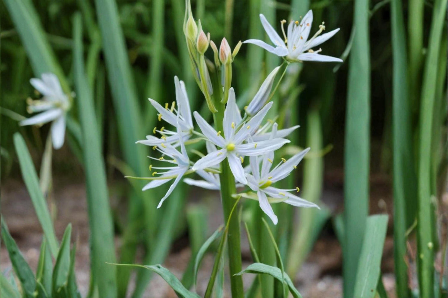 Wild Hyacinth Seeds – Native Perennial Flower, Camassia scilloides, Spring Blooming, Blue Lavender Flowers, Woodland & Prairie Gardens