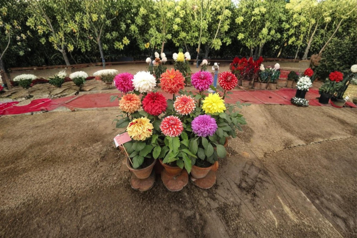 Dahlia Showtime Showpiece Flower Seeds – 30 Seeds, Ornamental Garden Flower, Vibrant Blooms, Dahlia spp.