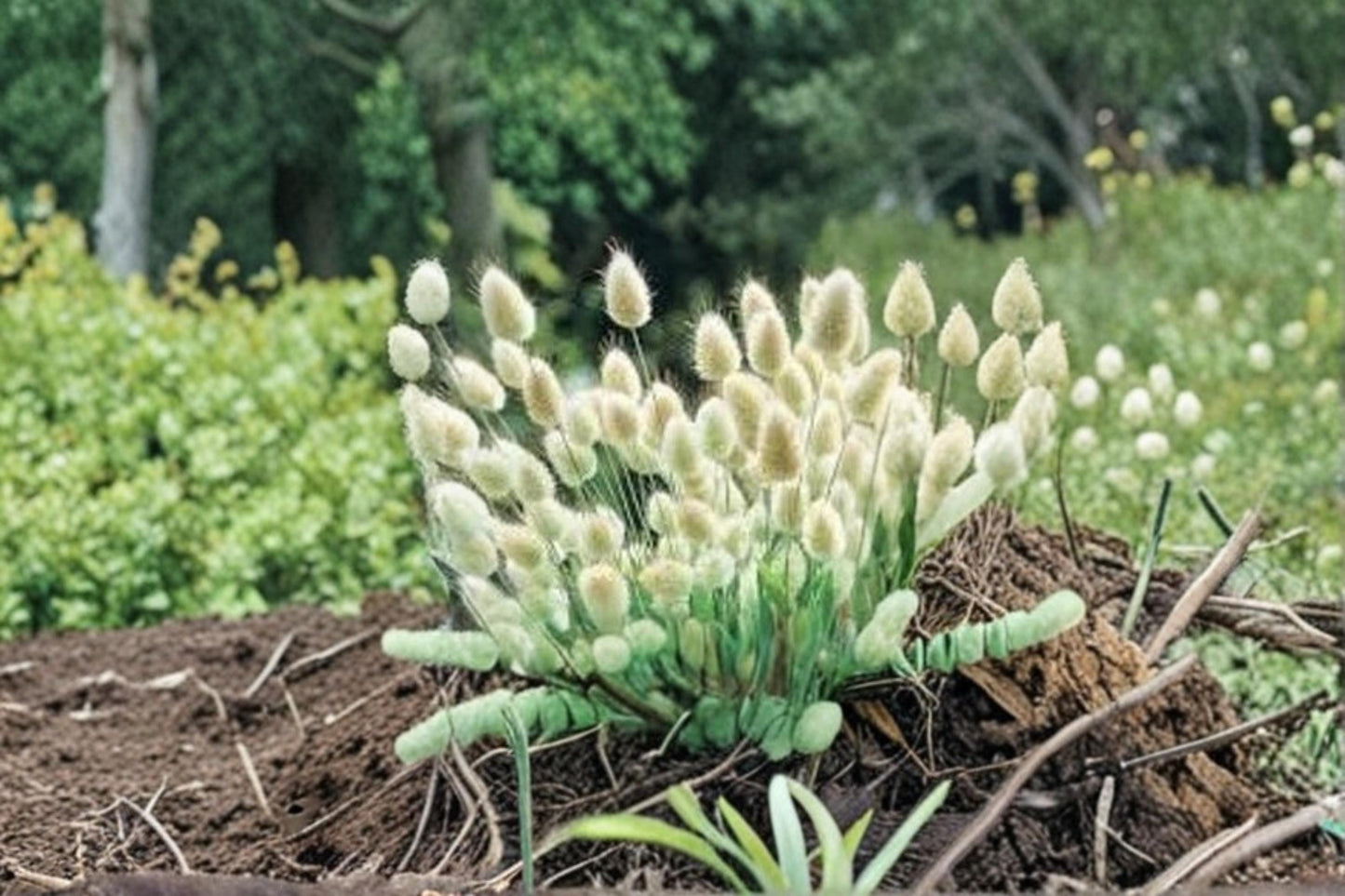 Bunny Tails Ornamental Grass Seeds – Lagurus ovatus, Fluffy Cone-Shaped Seed Heads, Decorative Garden & Meadow Planting