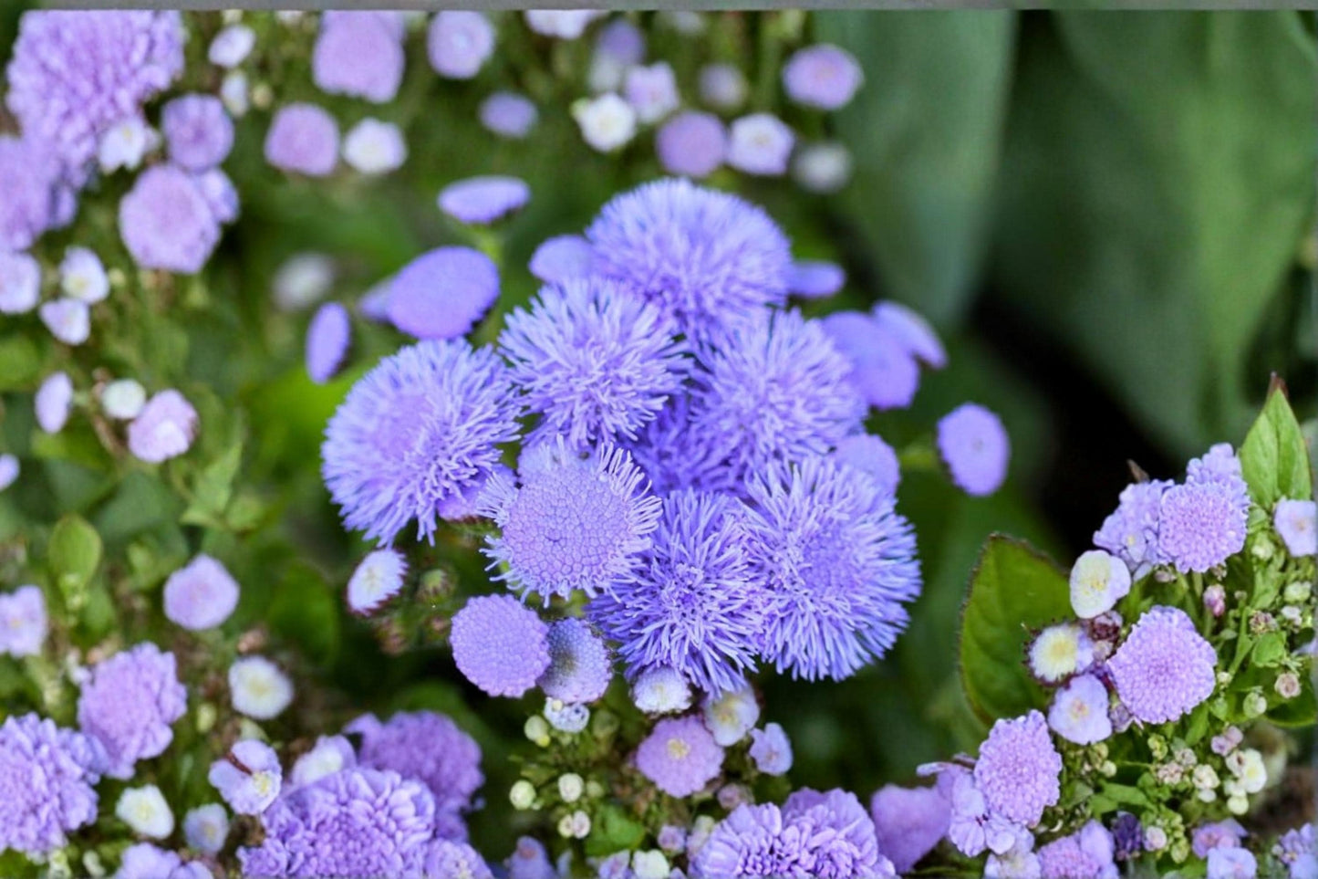 Blue Planet Flossflower Seeds – Ageratum houstonianum, Blue Ornamental Annual Flower for Gardens & Containers