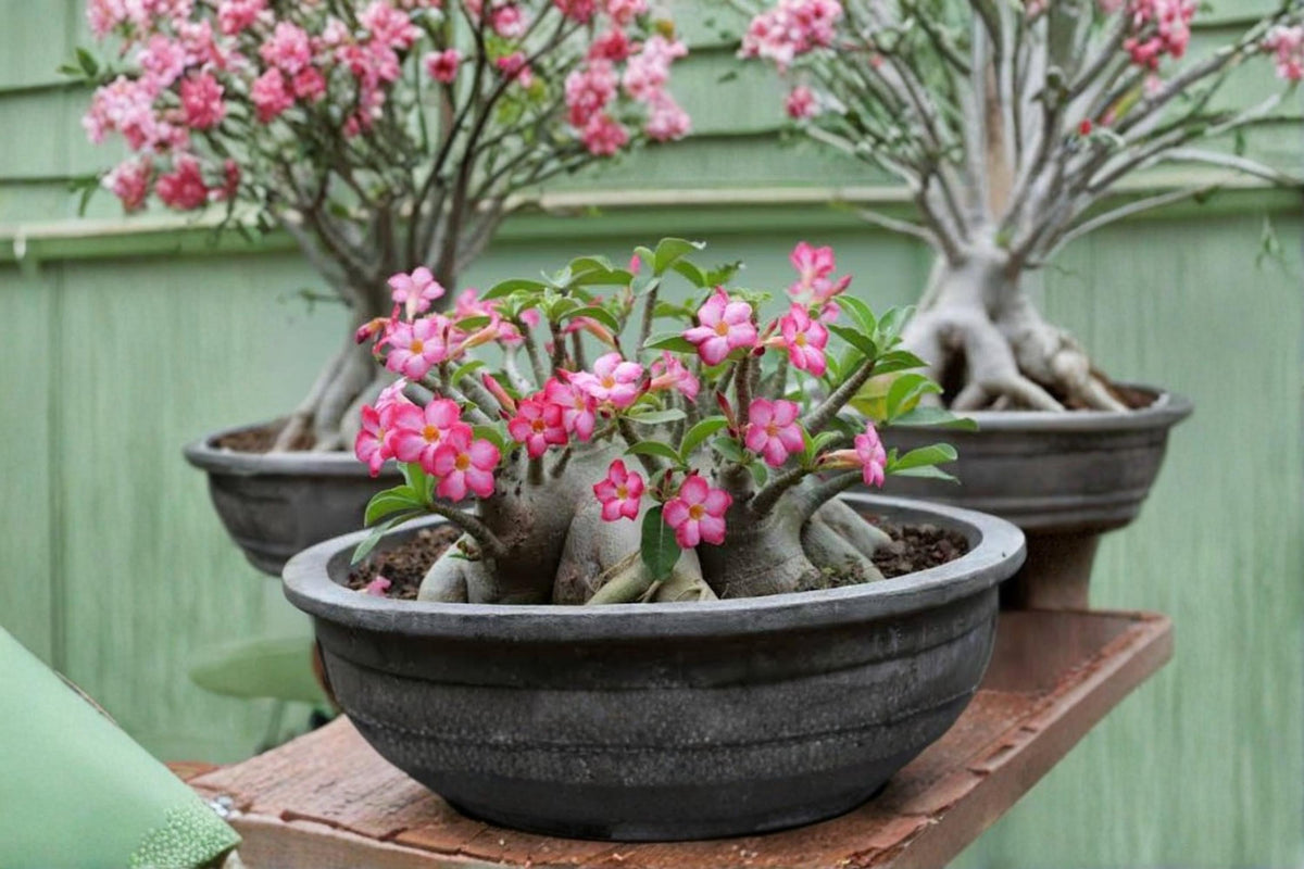 Mixed Color Desert Rose Seeds – Adenium obesum Bonsai Flowering Succulent for Home Garden and Container Growing