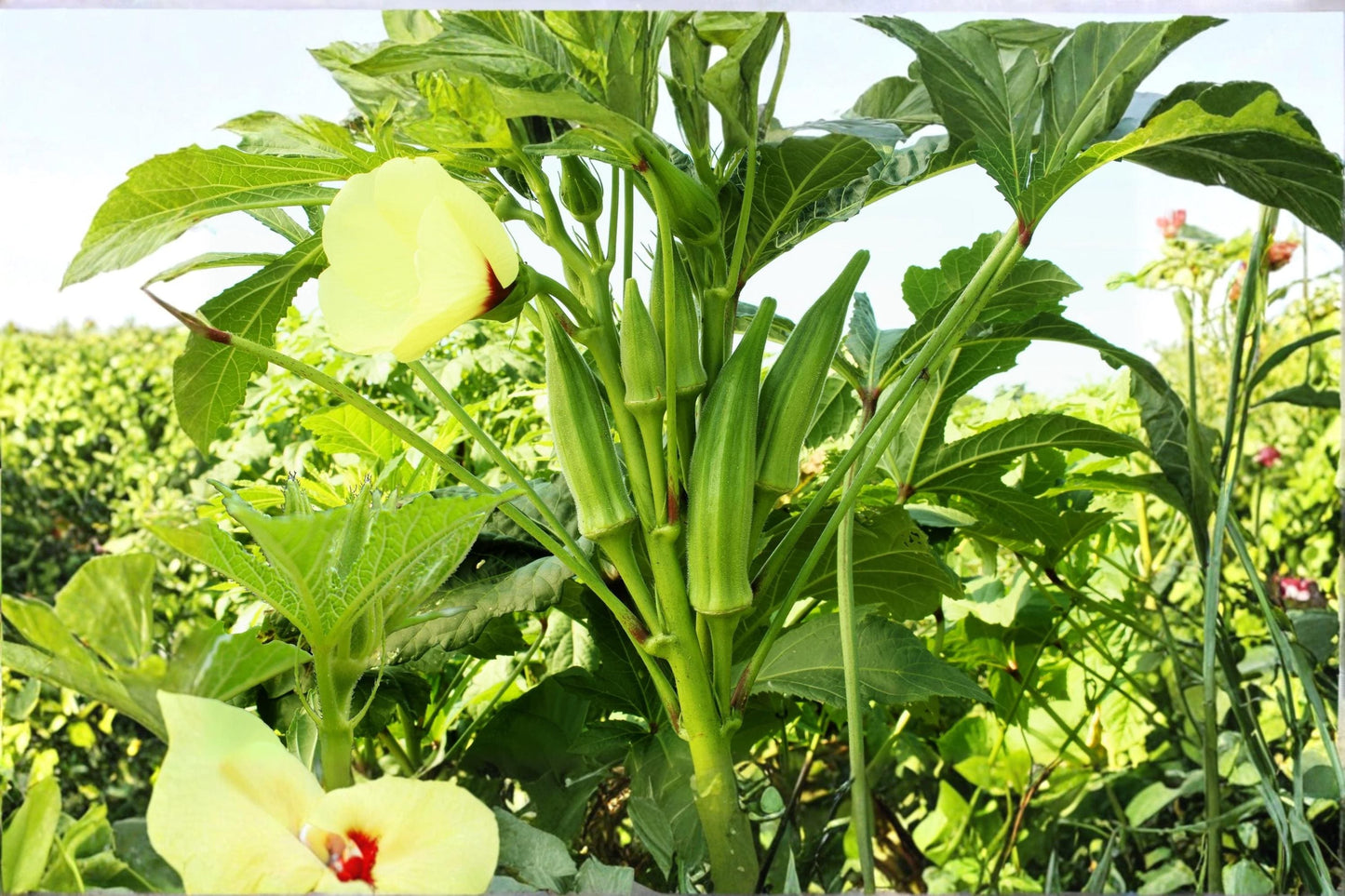 Spineless Okra Seeds 250 Pack – Abelmoschus esculentus Vegetable Garden Seeds for Home & Raised Beds