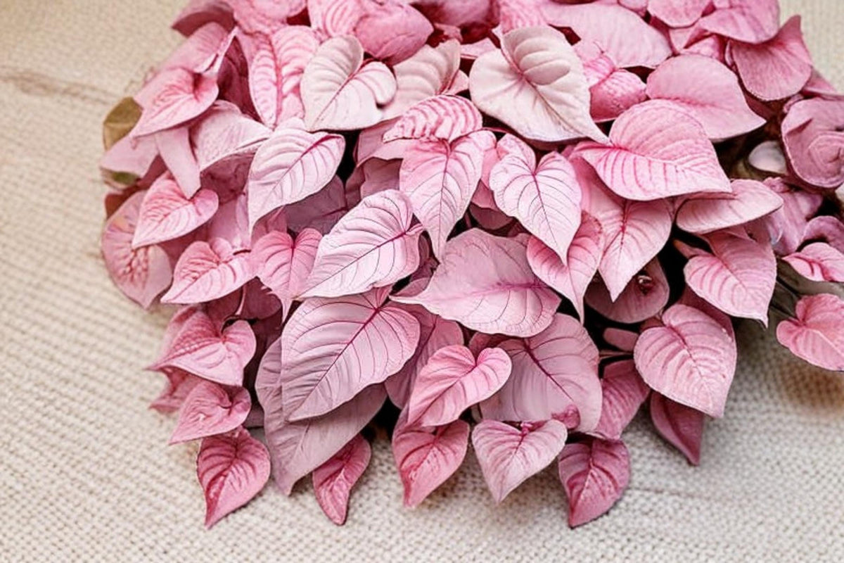 Pinky Swear Caladium Bulbs – Caladium bicolor Colorful Foliage Tubers for Shade Gardens & Containers