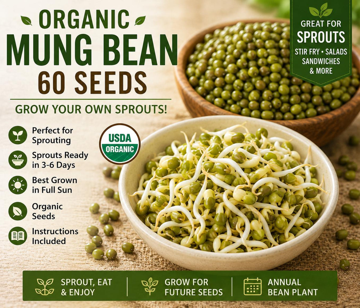 Organic Mung Bean Seeds – Phaseolus aureus, Sprouting & Edible Bean Seeds, Garden Vegetable, 60 Seeds