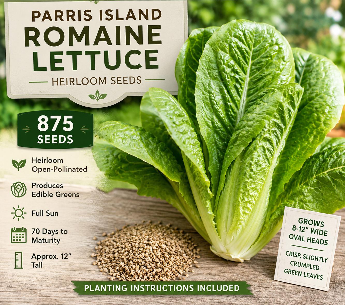 Parris Island Romaine Lettuce Seeds – Heirloom Lactuca sativa, Annual Garden Vegetable, Crisp Green Leaves, 875 Seeds