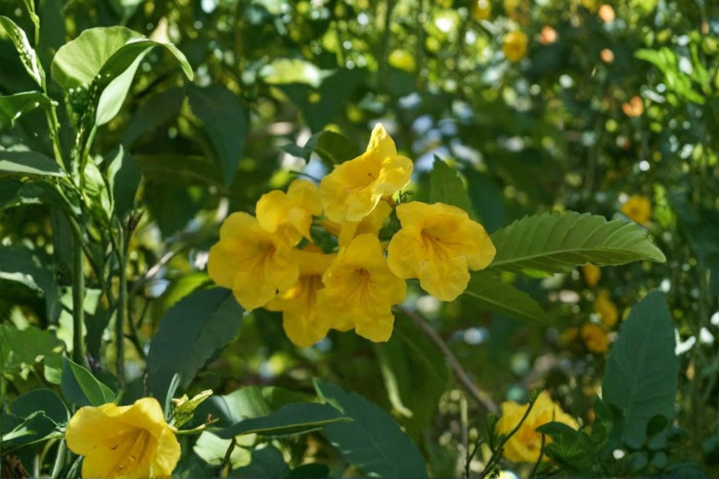 Yellow Trumpetbush Seeds 20 Pack – Tecoma stans Bright Yellow Flowering Shrub for Garden & Landscape