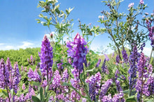 Hairy Vetch Seeds 5 lb – Vicia villosa Cover Crop for Soil Building, Green Manure, Pollinator Forage