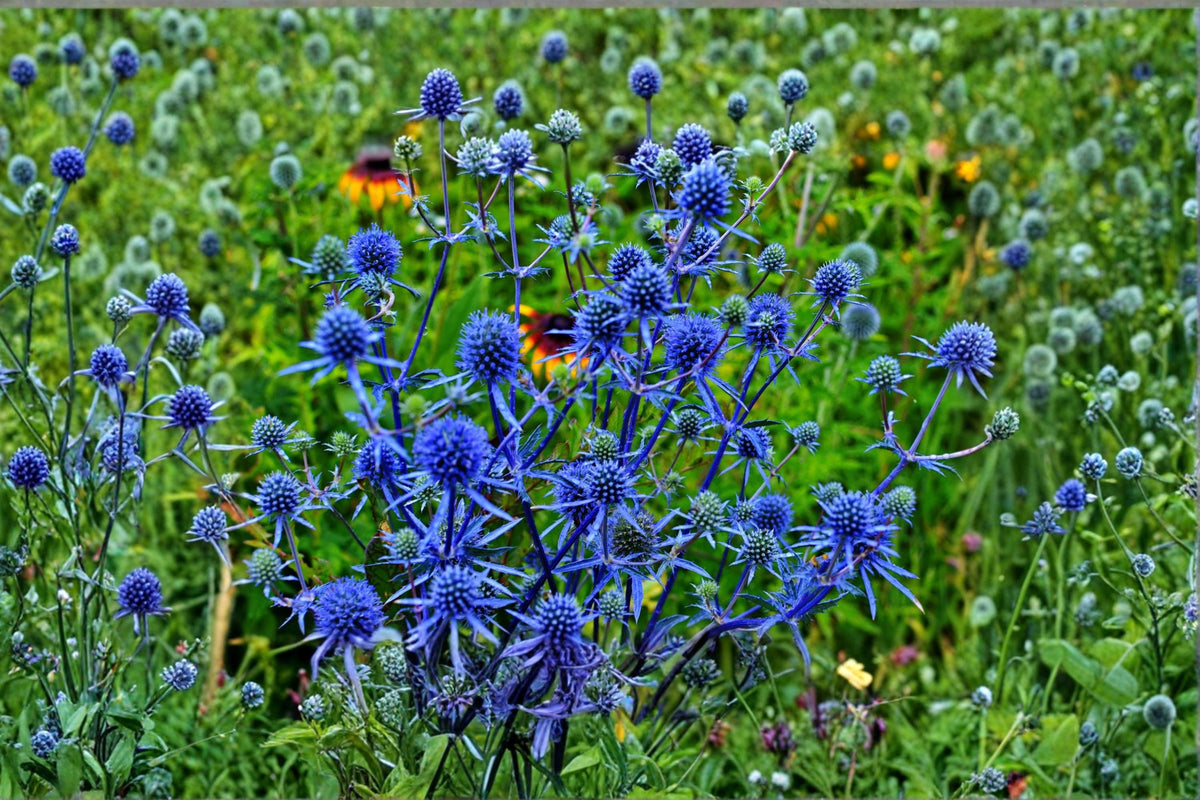 Blue Thistle Seeds 25 Pack – Eryngium spp. Sea Holly Flower Seeds for Ornamental Gardens and Dried Arrangements