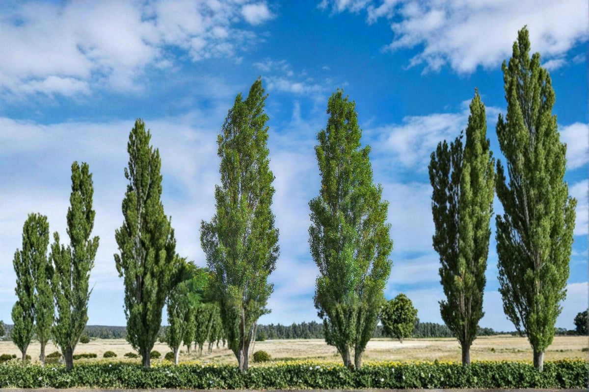 Lombardy Poplar Tree Cuttings – Fast Growing Privacy Tree, Ornamental Landscape, Windbreak, Border, Populus nigra 'Italica' (5 Pack)