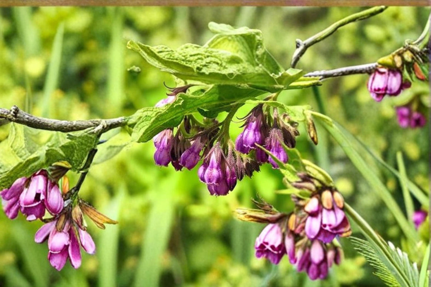 True Comfrey Seeds Pack – Symphytum officinale Heirloom Non-GMO Perennial Herb for Cottage Gardens