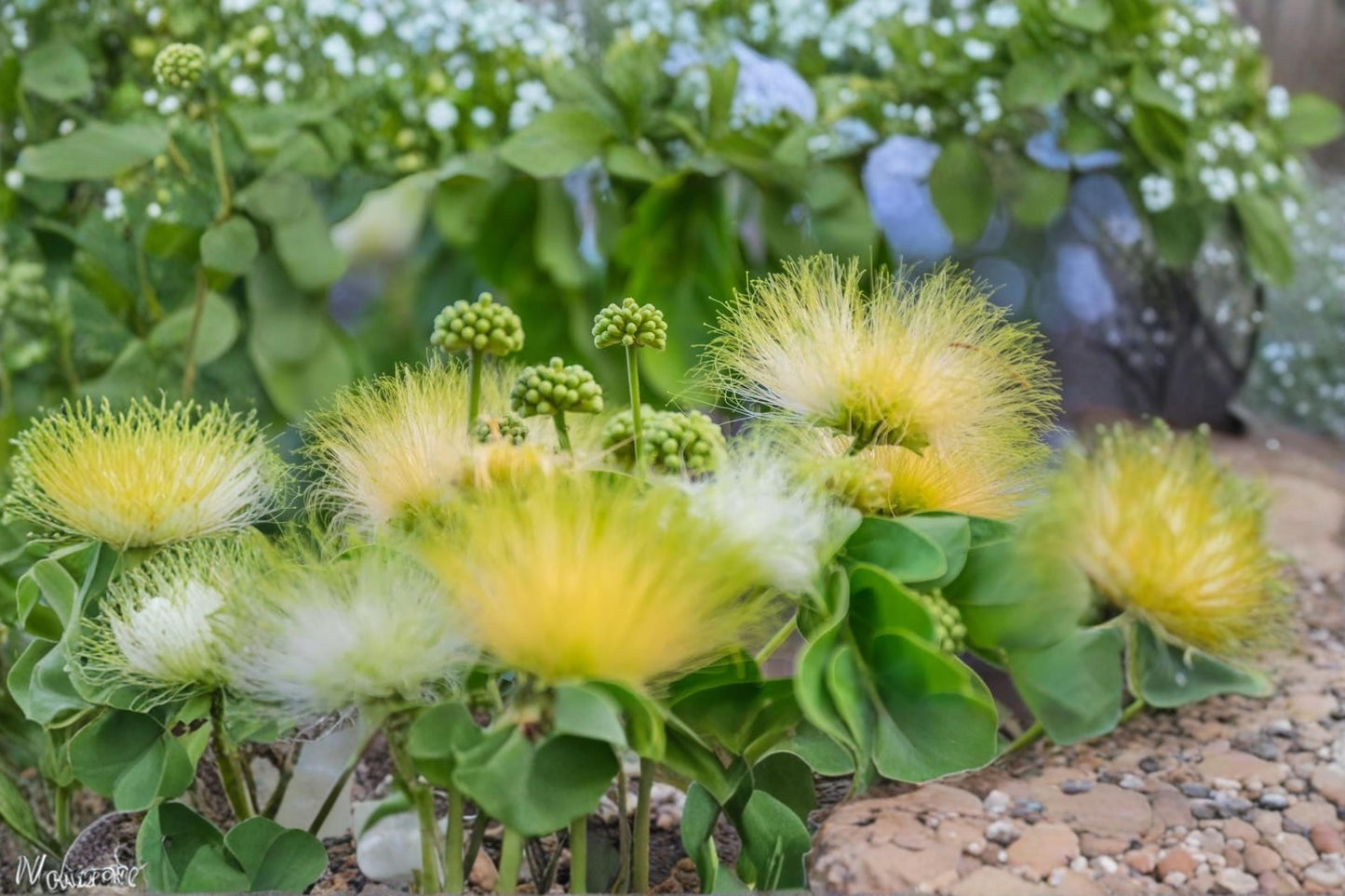 Mother-in-Law's Tongue Tree Seeds, Albizia lebbeck, Tropical Shade Tree, Fern-Like Foliage, Cream Flowers, Landscape Planting