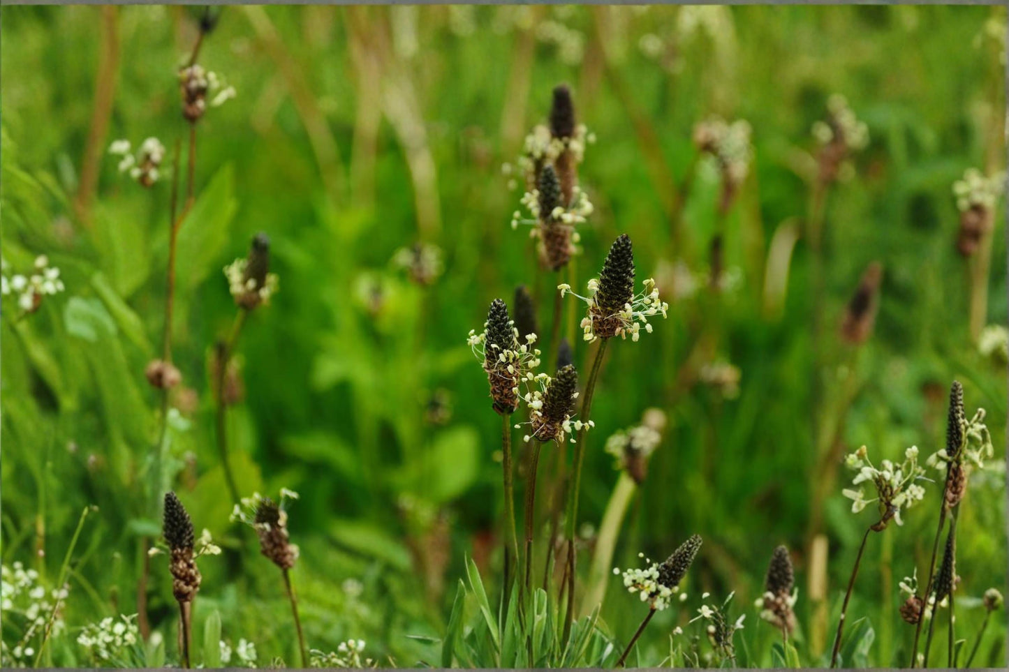 Ribwort Plantain Seeds – Plantago lanceolata Perennial Herb with Green Leaves & Flower Spikes, Wildflower & Herb Garden Plant