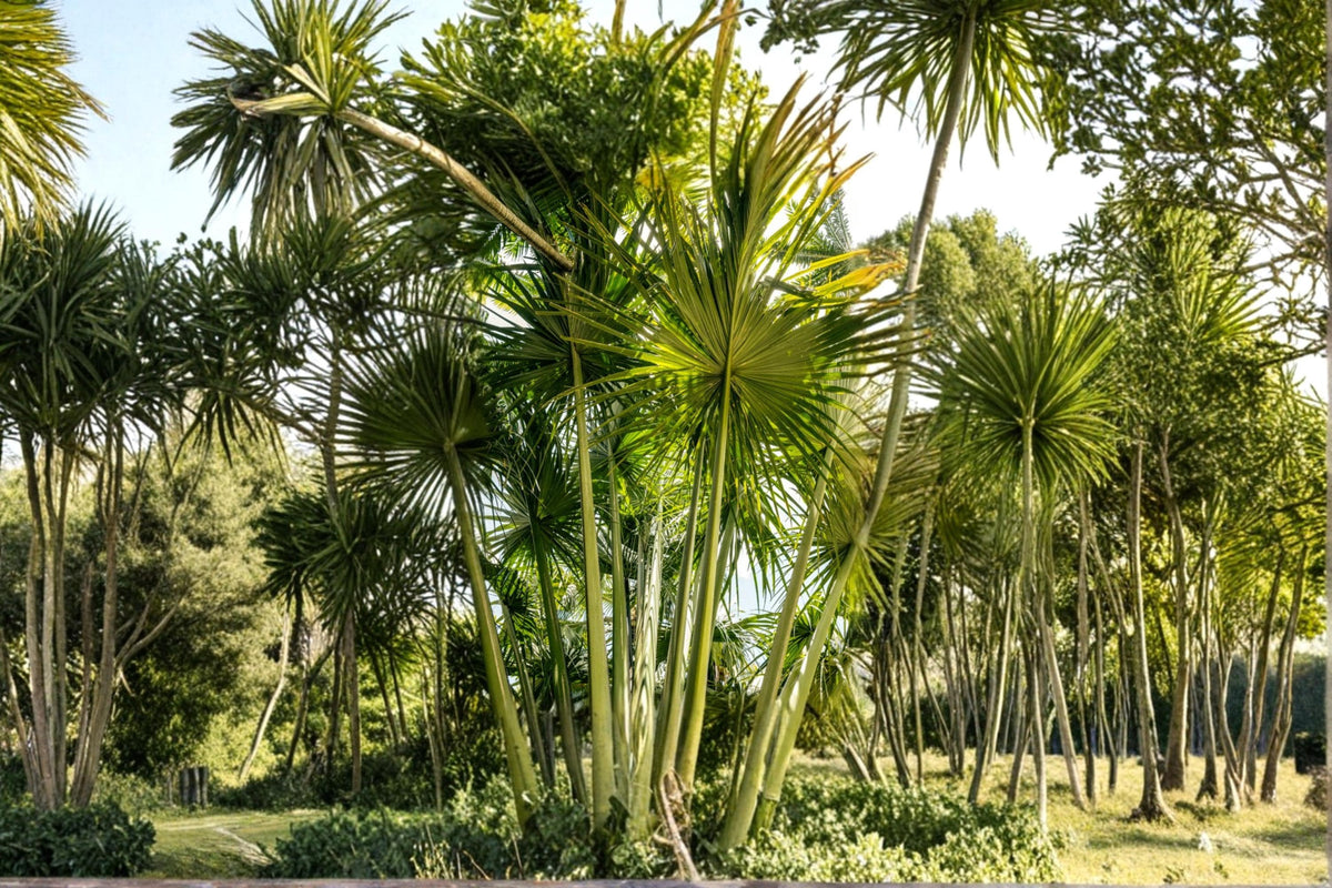Golden Palm Tree Seeds – Corypha utan Buri Palm Tropical Fan Palm for Landscaping & Garden