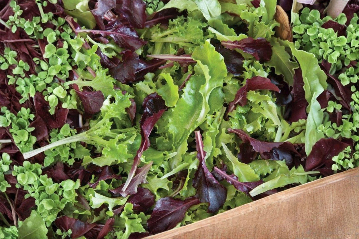 Allstar Gourmet Lettuce Mix Seeds – Heirloom Leaf Lettuce Blend for Salad Gardens, Green & Red Varieties, 500 Seeds